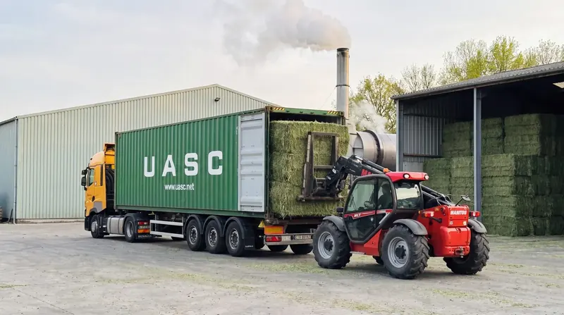 Empotage de luzerne en conteneur à l'usine de déshydratation